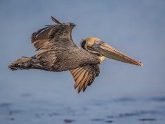 Gordon Mills-Brown Pelican in flight-Highly Commended .jpg